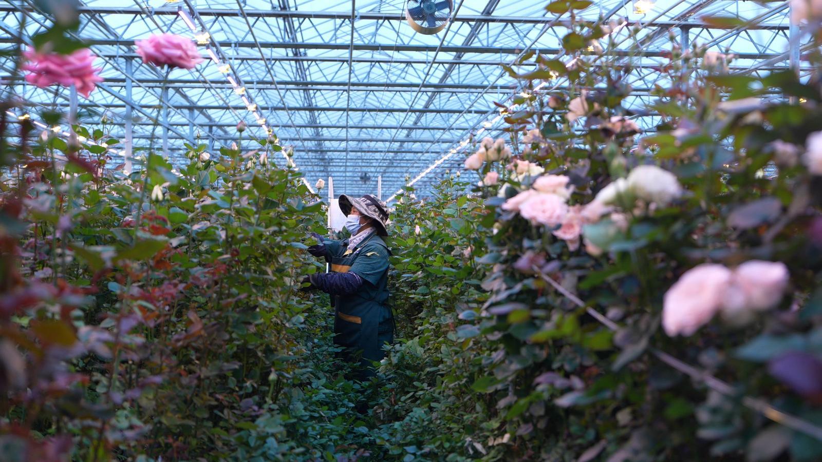 兰州新区玩转农业高端局