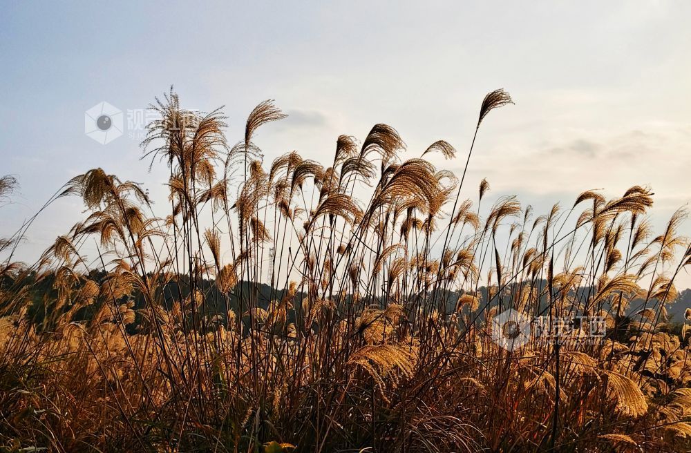 1月5日，江西省永新县烟阁乡罗曼花园内，大片芦苇浸透暖阳，泛起涟漪般的金色光晕。芦穗随风摇曳，为乡村冬日增添温暖诗意。