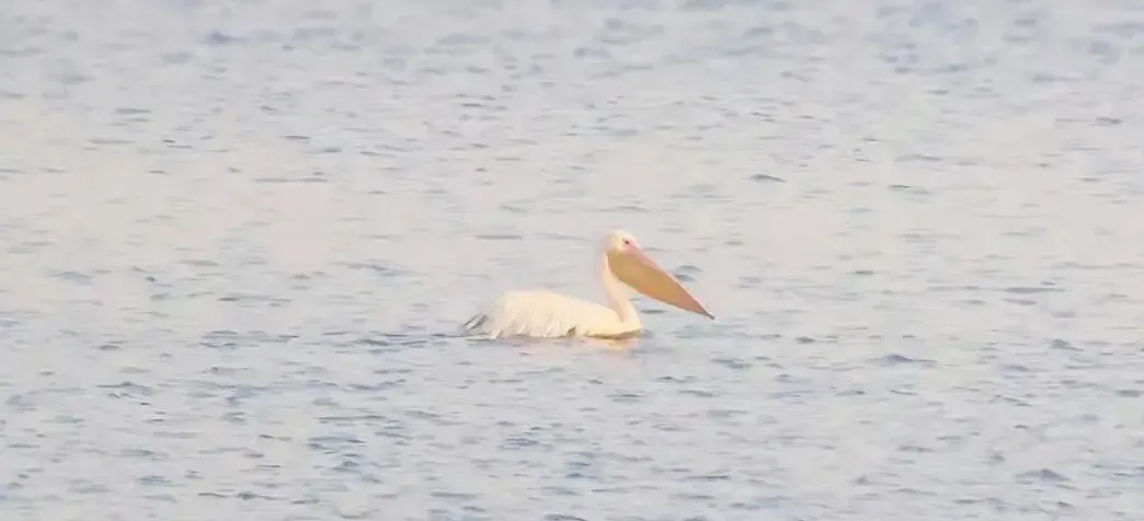 江西鸟种+1！鄱阳湖首次记录到白鹈鹕