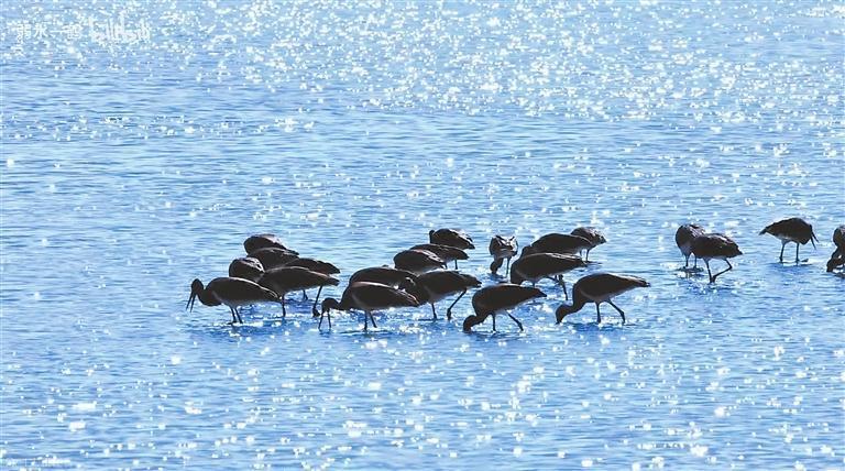 纪录片《“鹳”察记》剧照