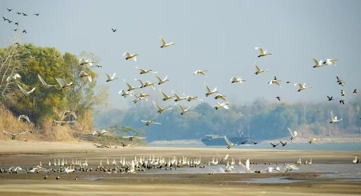 南京长江新济洲国家湿地公园
