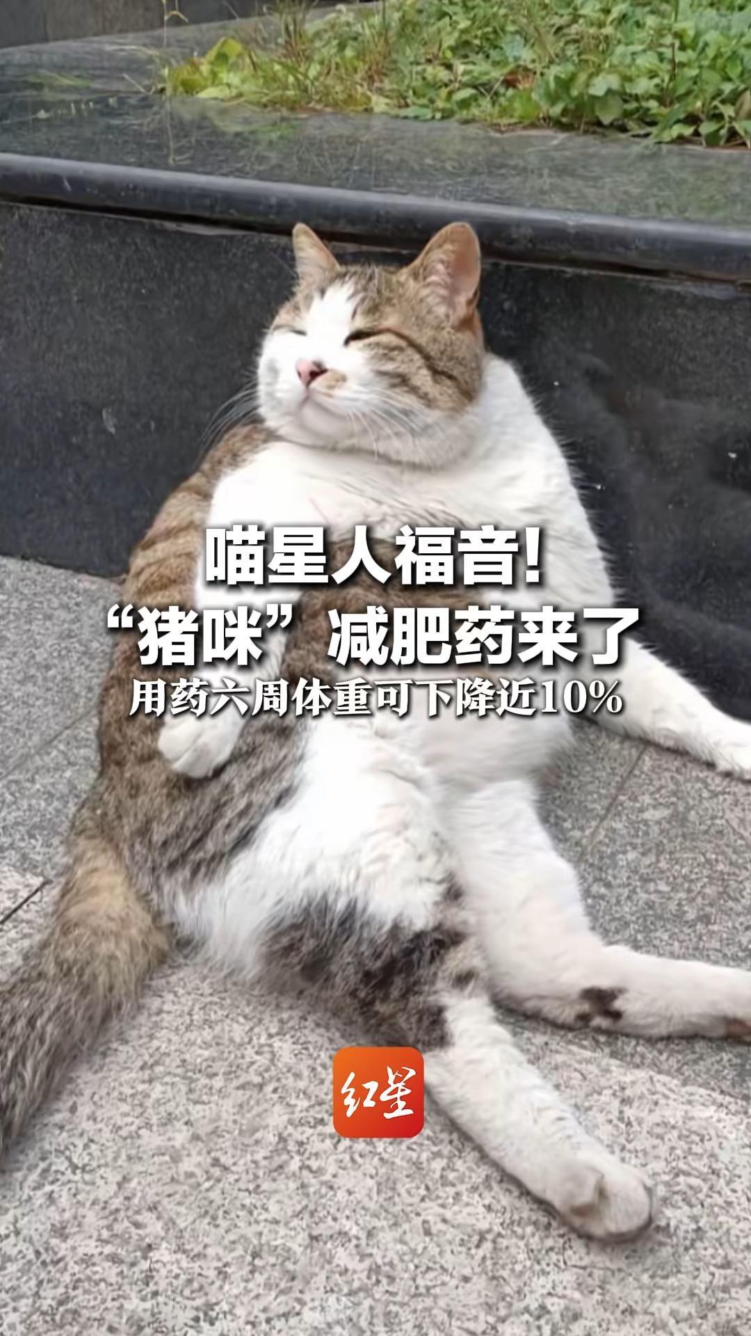 喵星人福音！“猪咪”减肥药来了 我国有2000万只宠物猫肥胖 用药六周体重可下降近10%