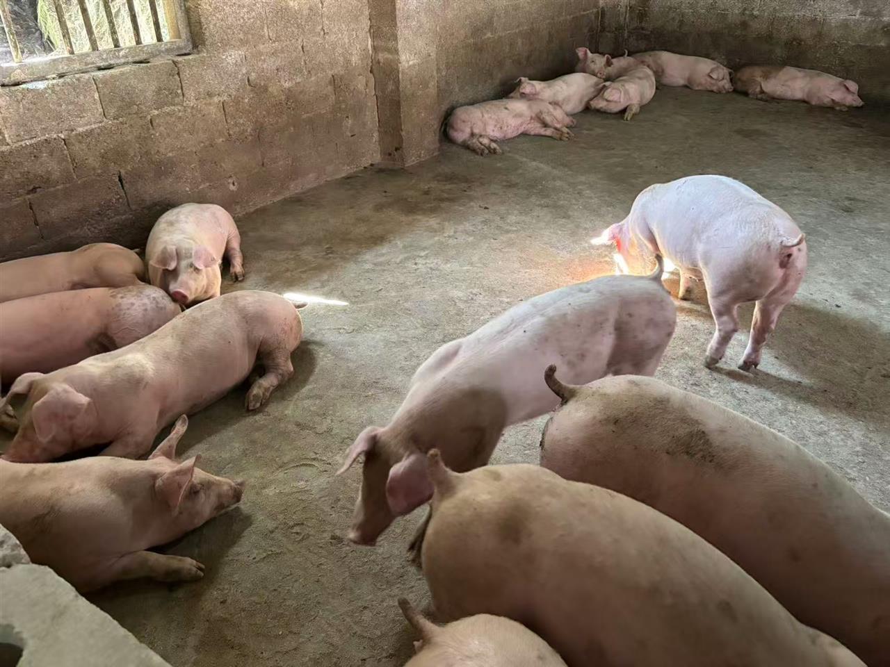 广西玉林95后养猪人放歌给猪听 当事人：花了3000元买设备