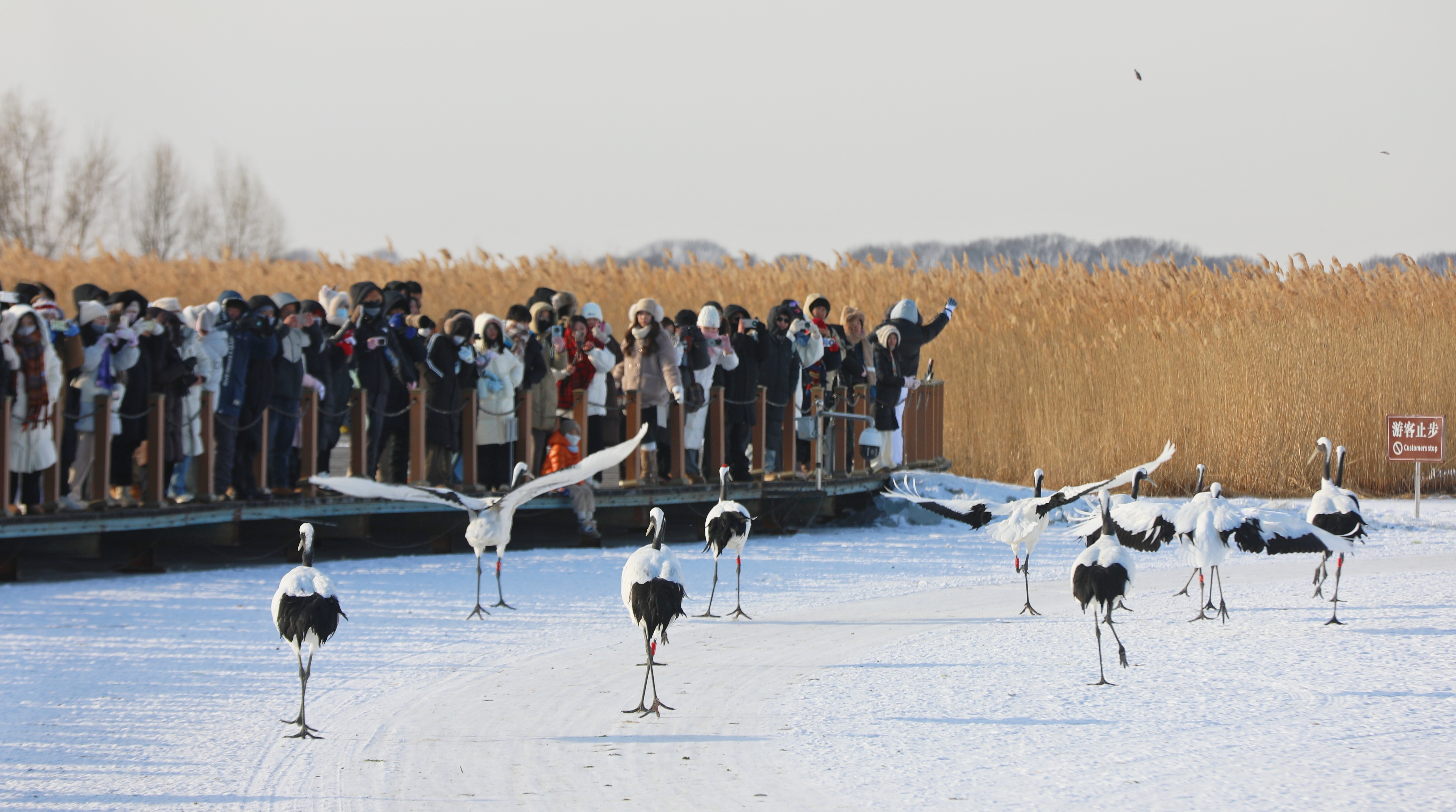 游客雪地观鹤 (1).JPG