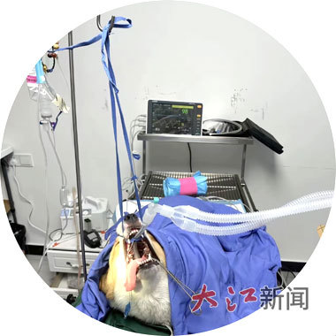 疑似感冒的宠物犬“豆豆”在接受整套检查。