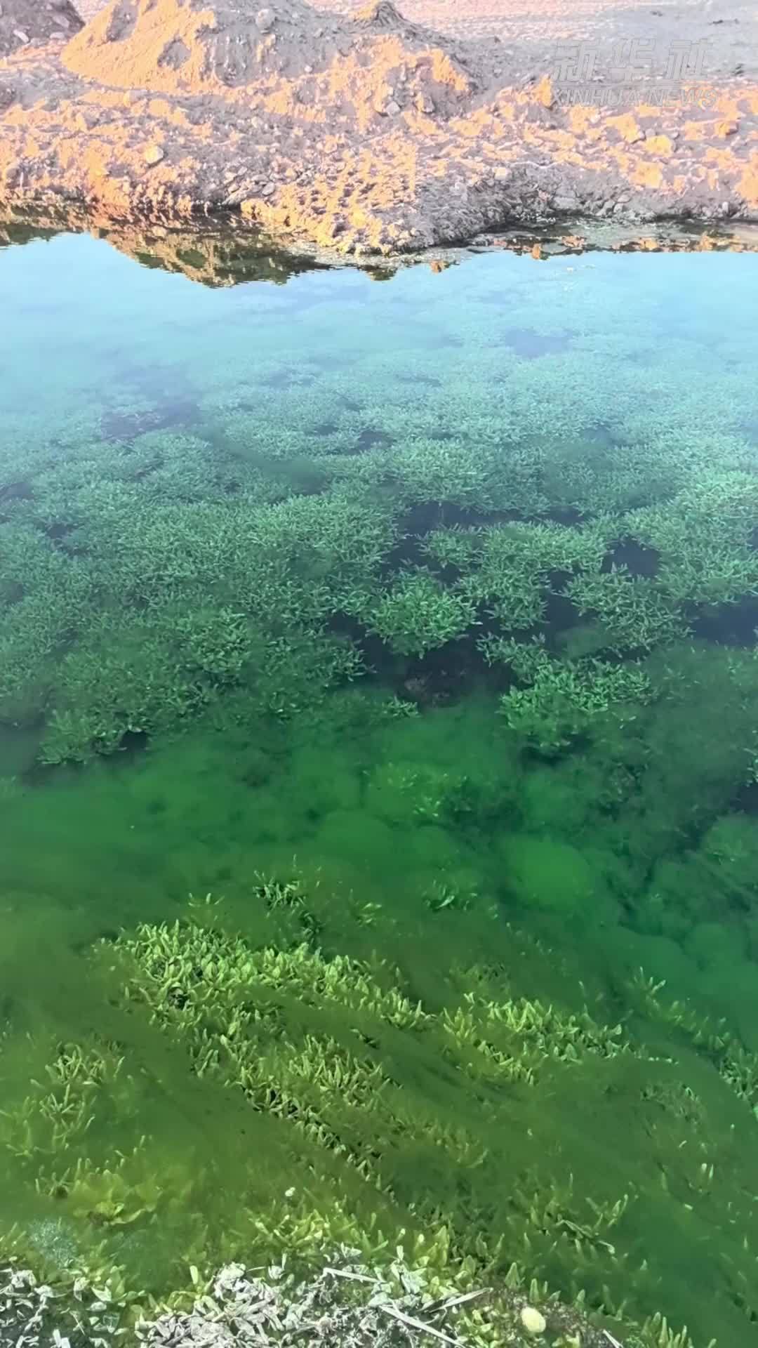 绿意盎然 内蒙古乌拉特草原深处“藏”着一处不冻泉