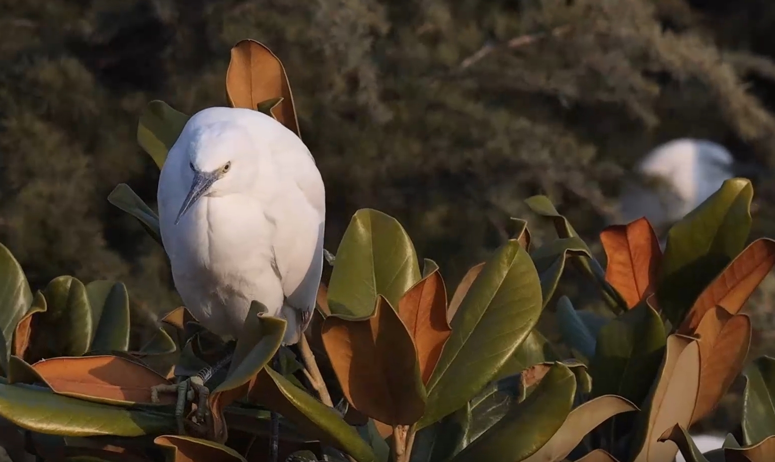 枣庄台儿庄古运河畔 素鹭闲栖玉树枝