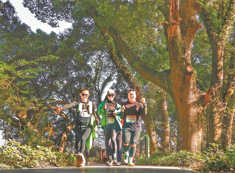 穿梭在千年古樟林。