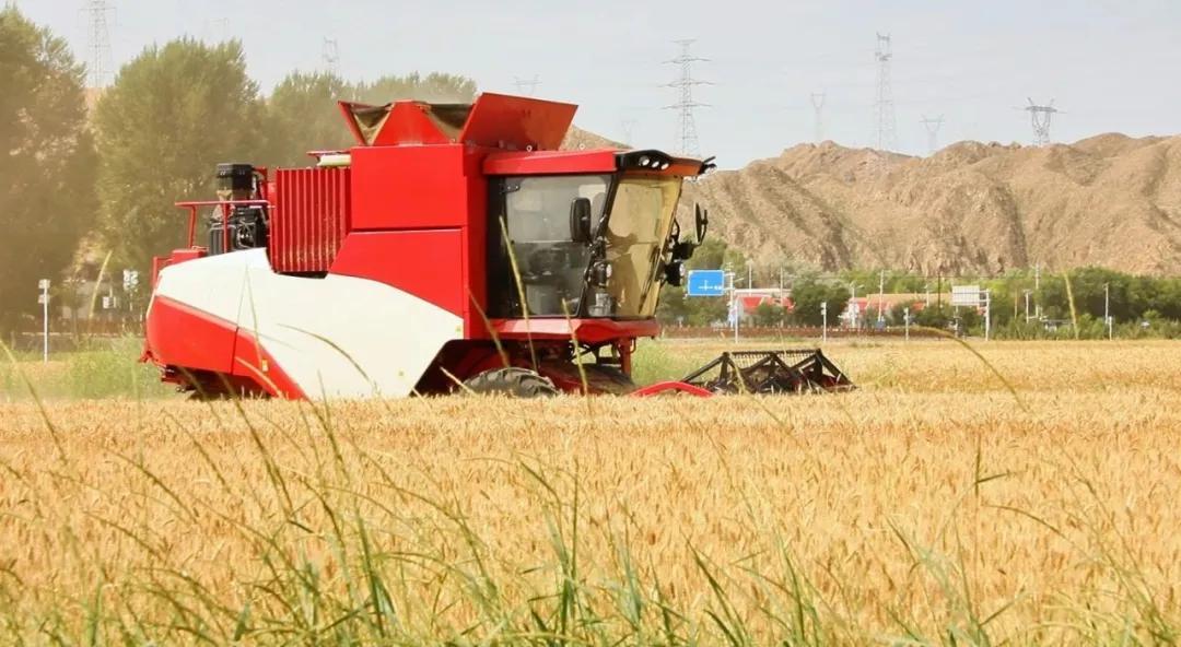 △金川区小麦丰产增收