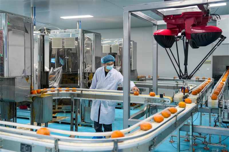 1月13日,保定沃隆农业发展有限公司技术人员查看冰柿智能生产线运行情况。