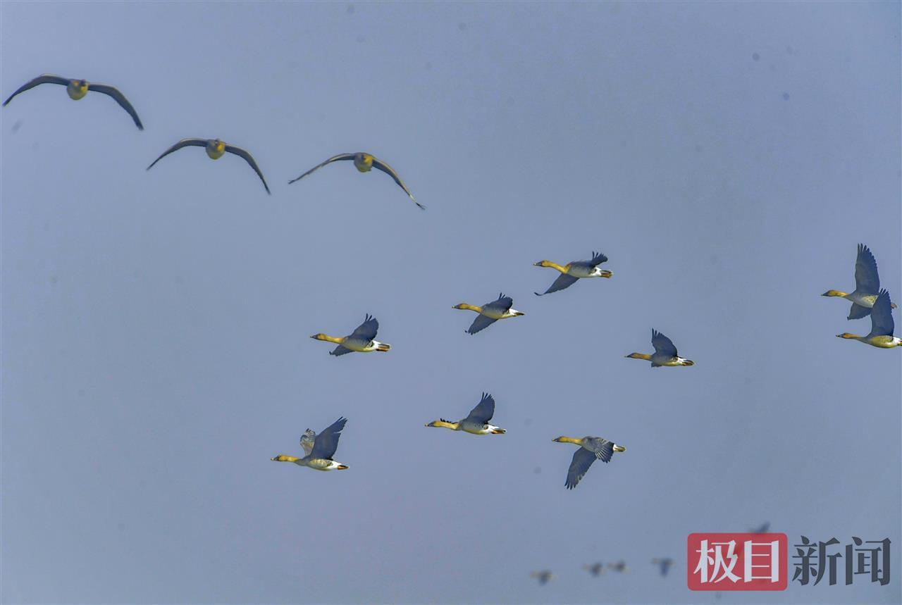 武汉湿地集结了大量的越冬水鸟