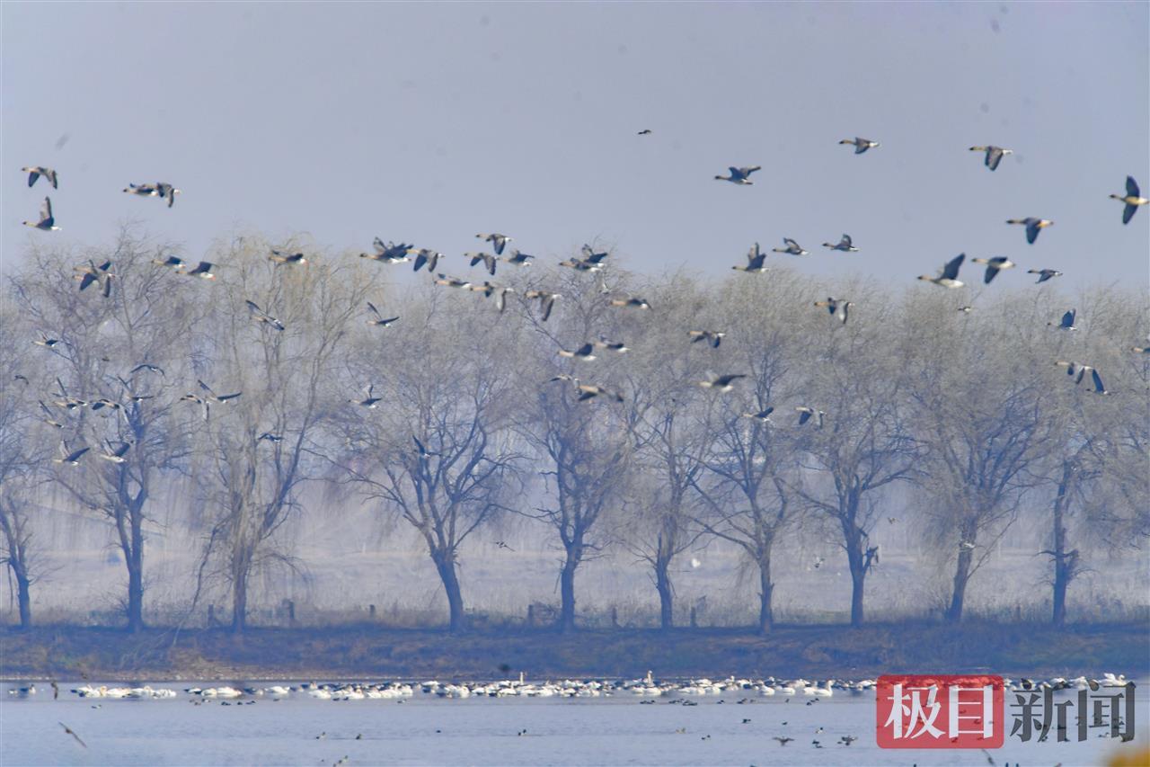 武汉湿地集结了大量的越冬水鸟