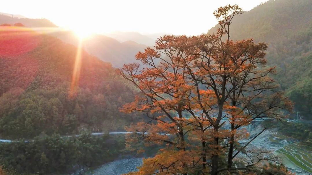 “一树一策”，宁波将分级为6000余株古树名木“养老”