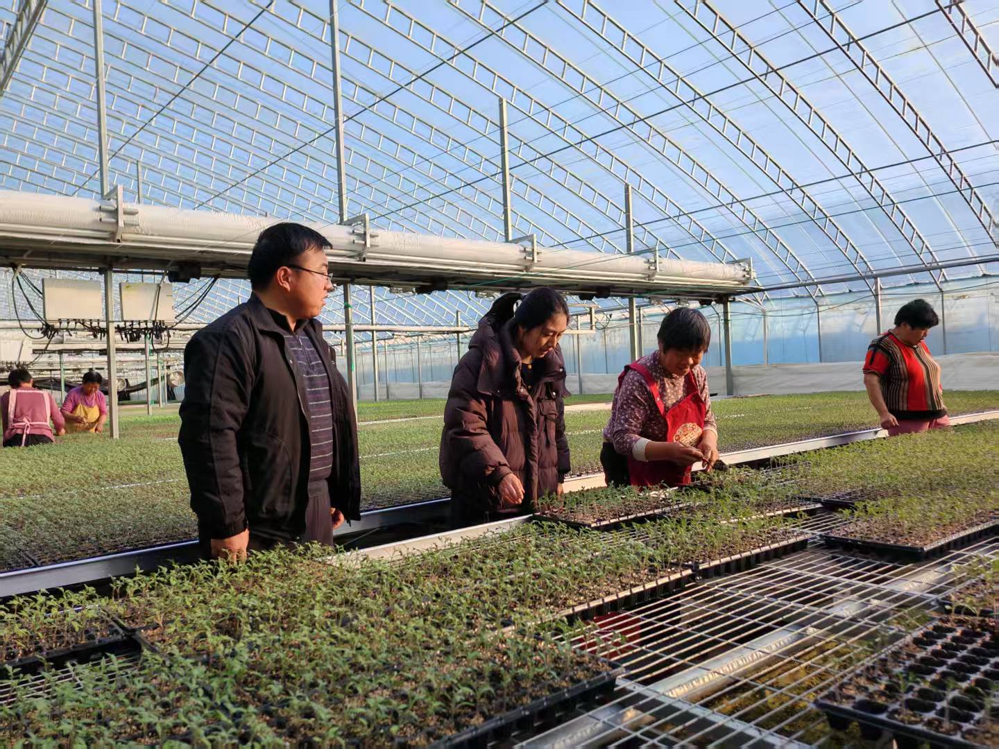 图一为农业气象人员在棚室内查看西红柿幼苗生长情况。葛红振 摄