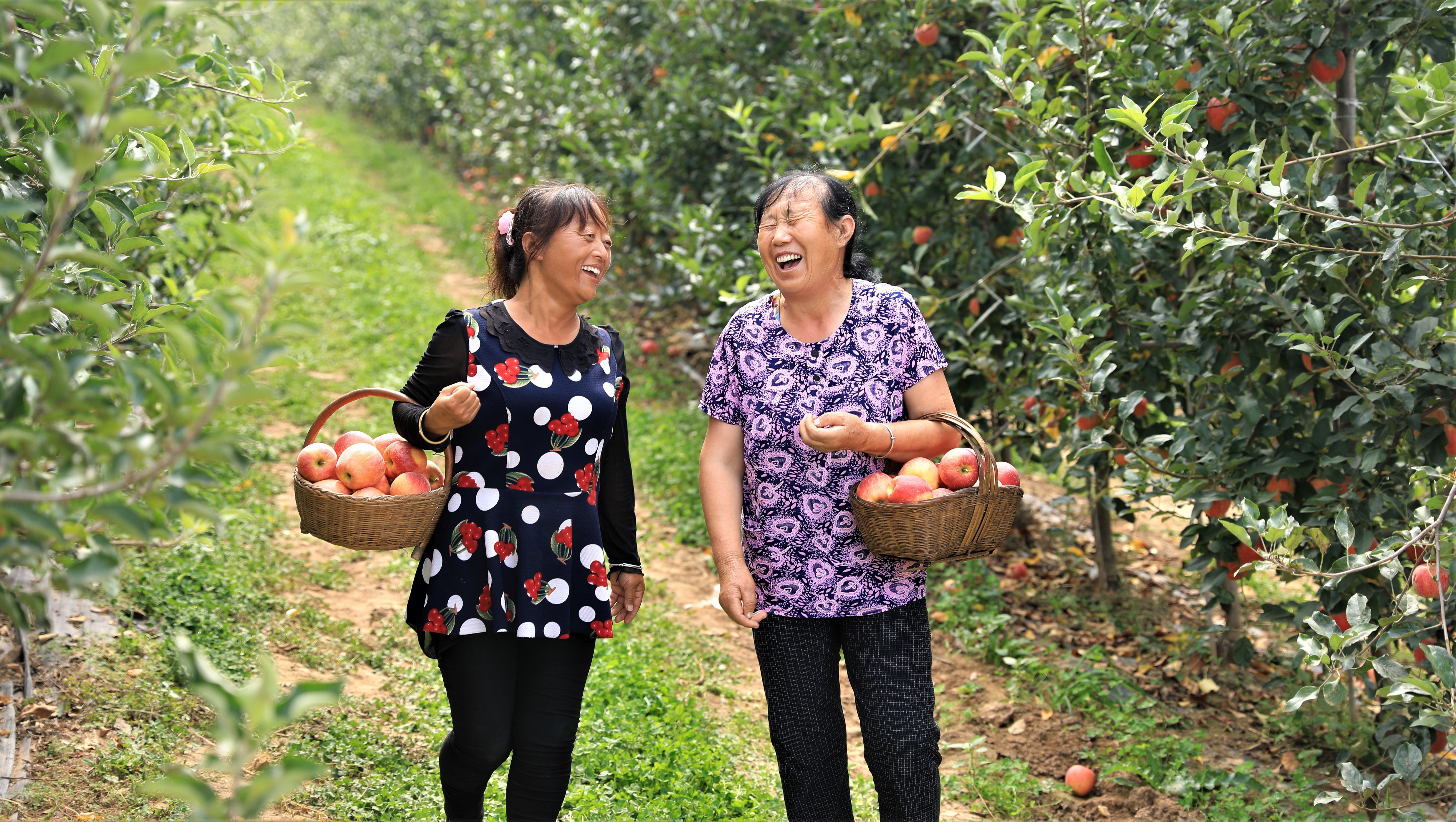 陕西千阳：着力绘就乡村振兴新画卷