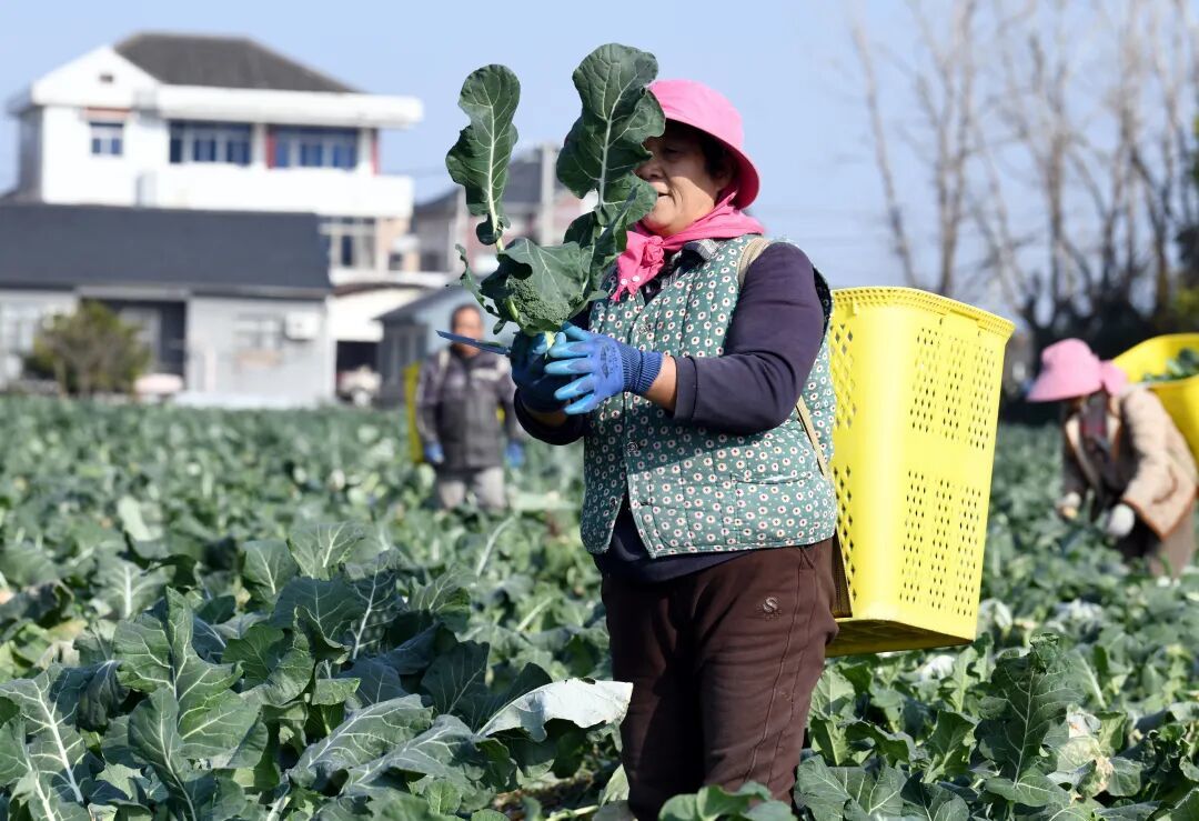 从“烂在田里”到“远销海外”，余姚这朵花，年产值8100万元！
