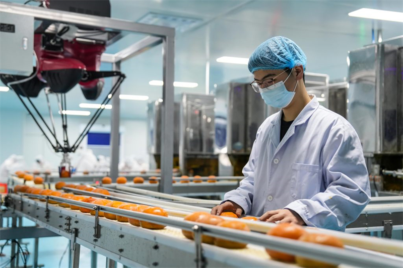 1月13日,保定沃隆农业发展有限公司技术人员查看冰柿智能生产线运行情况。