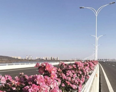 已是三九寒天 武汉街头月季为何能繁花锦簇