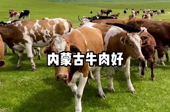 内蒙古高铁魔性宣传语还没到，内蒙古脑子里已经全是牛羊肉了。网友:能听出牛羊肉是真好