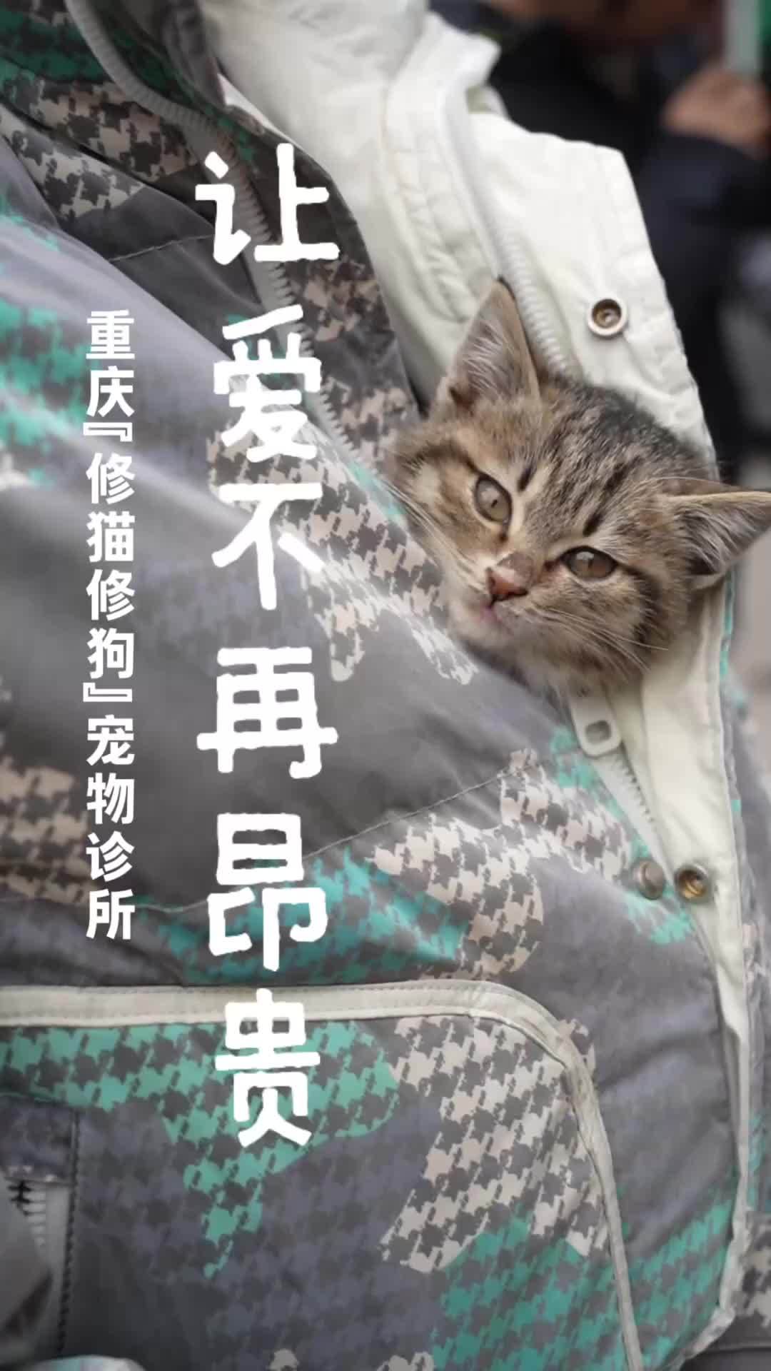 秀我中国｜重庆“修猫修狗”宠物诊所：让爱不再昂贵