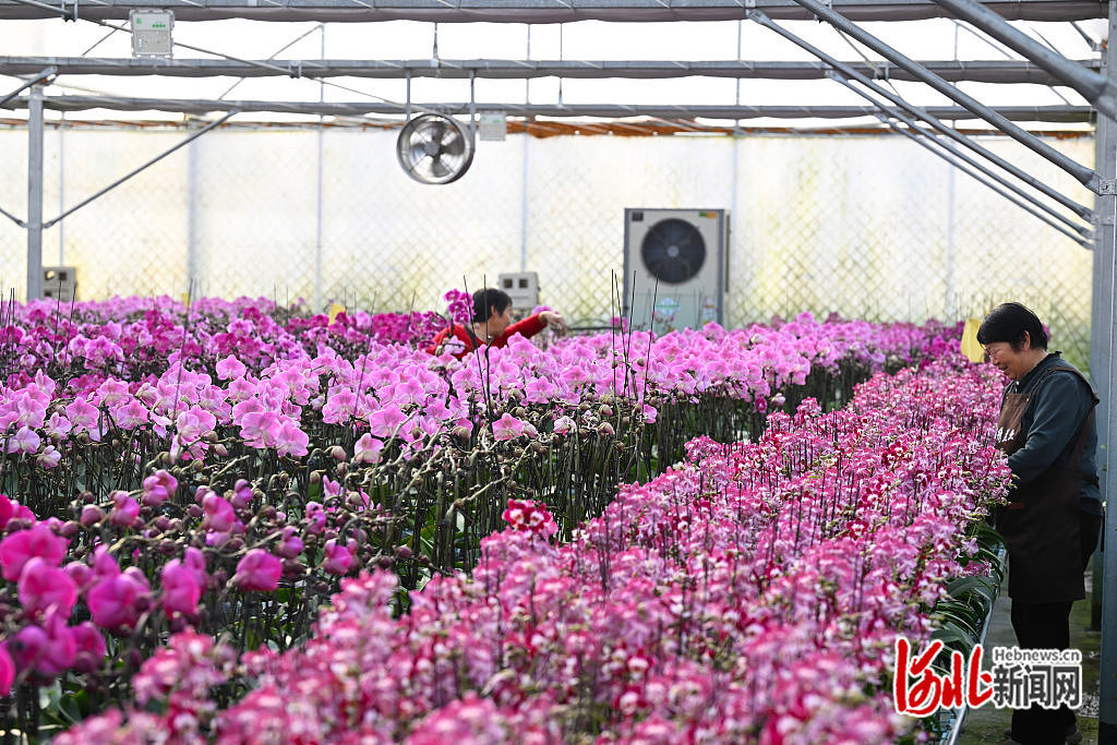 1月13日，石家庄市藁城区廉州镇一家花卉种植基地员工在养护花卉。