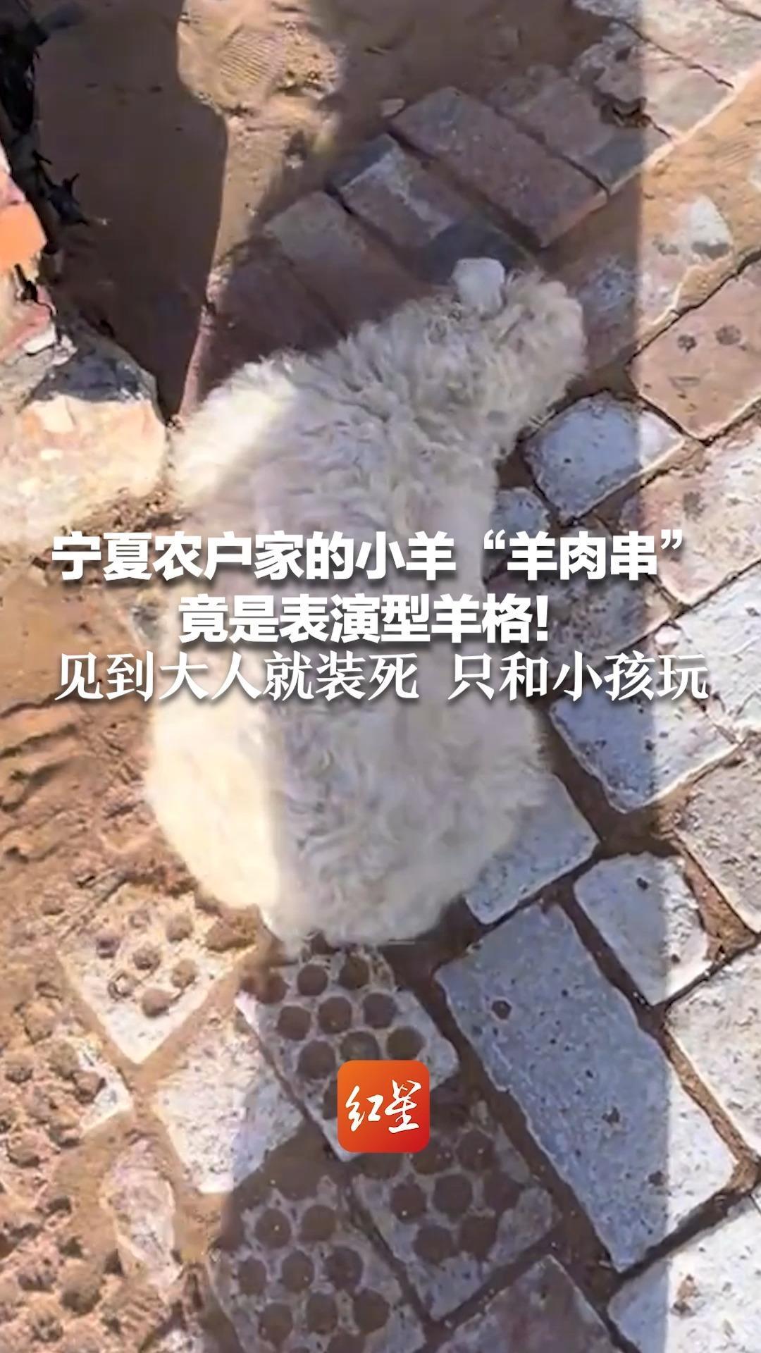 宁夏农户家的小羊“羊肉串”竟是表演型羊格！见到大人就装死 只和小孩玩 网友：收购商也被“演”退 让它变滞销