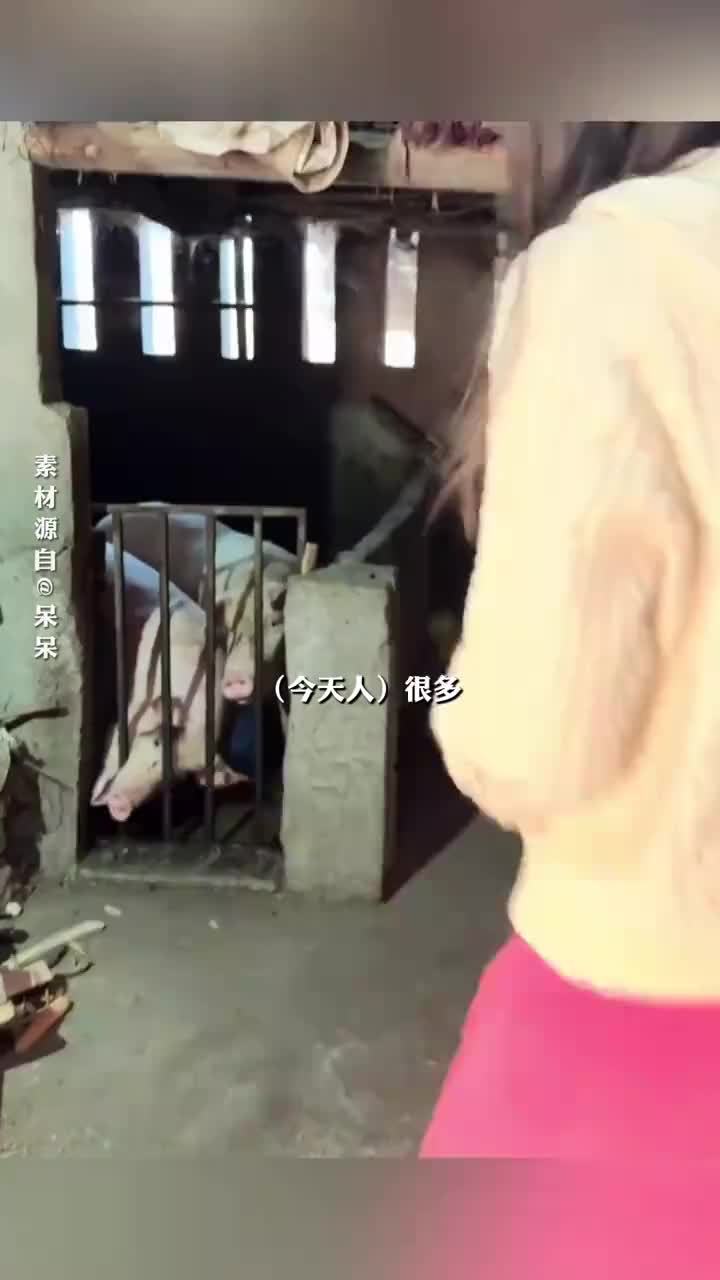 村委回应“呆呆”家杀猪宴最后一天：赴宴人数最多，很多人带吃的来