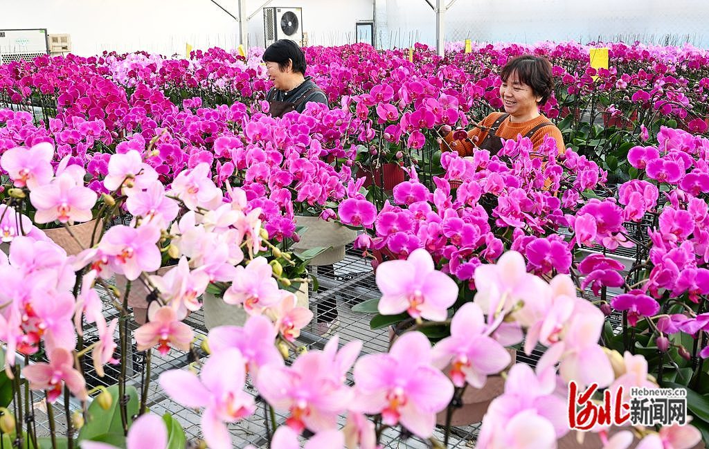 1月13日，石家庄市藁城区廉州镇一家花卉种植基地员工在养护蝴蝶兰。