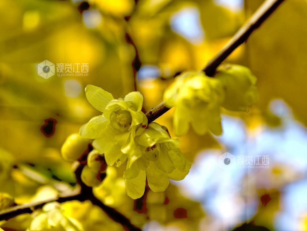 江西分宜：蜡梅花开香满园（图）
