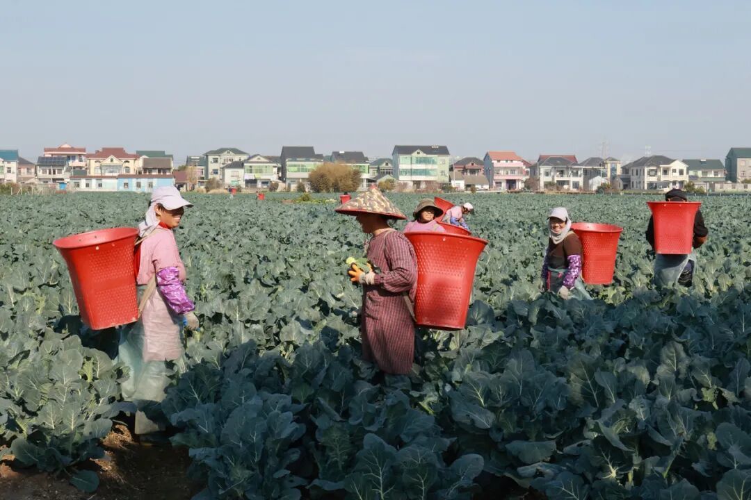 从“烂在田里”到“远销海外”，余姚这朵花，年产值8100万元！