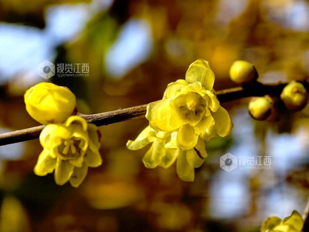 江西分宜：蜡梅花开香满园（图）