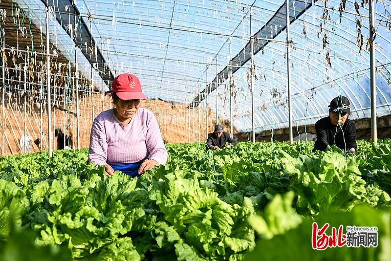 1月11日，怀安县现代农业园区工作人员在查看蔬菜长势。