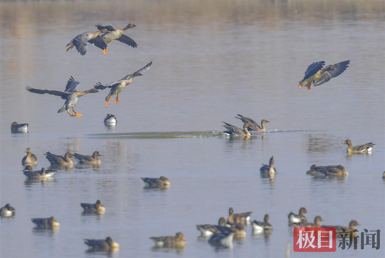 武汉湿地集结了大量的越冬水鸟