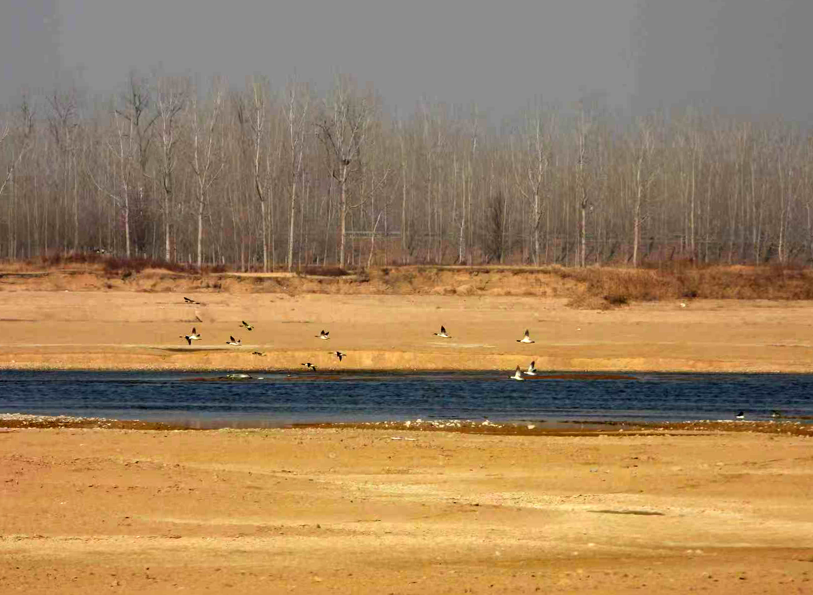 山东郯城：中华秋沙鸭沂河越冬记