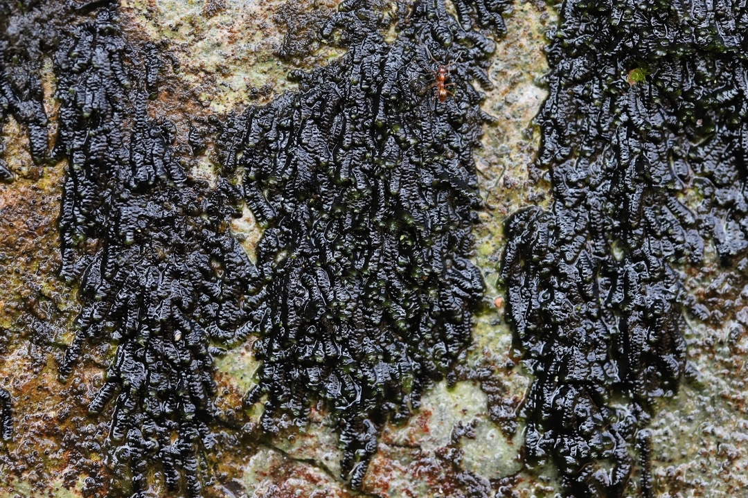 这次江西新记录苔藓种——黑冠鳞苔