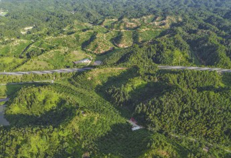 航拍井冈山市睦村乡青草湖奈李基地。