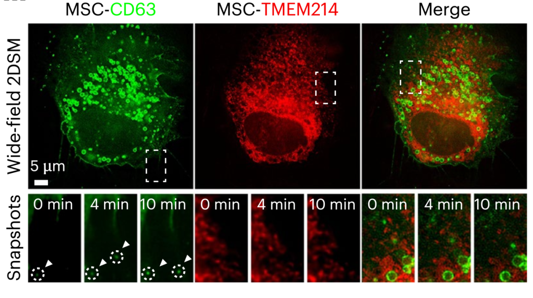 图：特异性标志物TMEM214