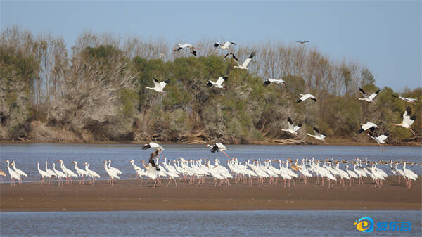 黄河三角洲的湿地中，成群候鸟骤然飞起，极为壮观。崔怀鹏 摄
