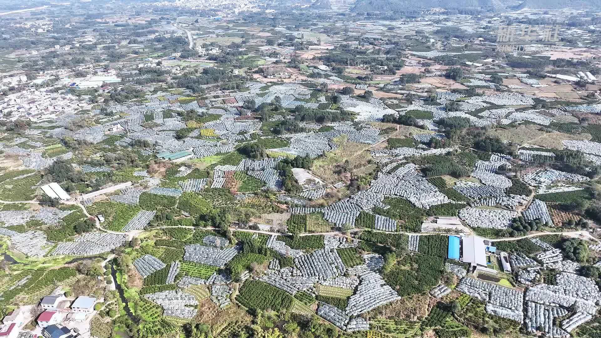 广西永福沙糖桔进入采收期