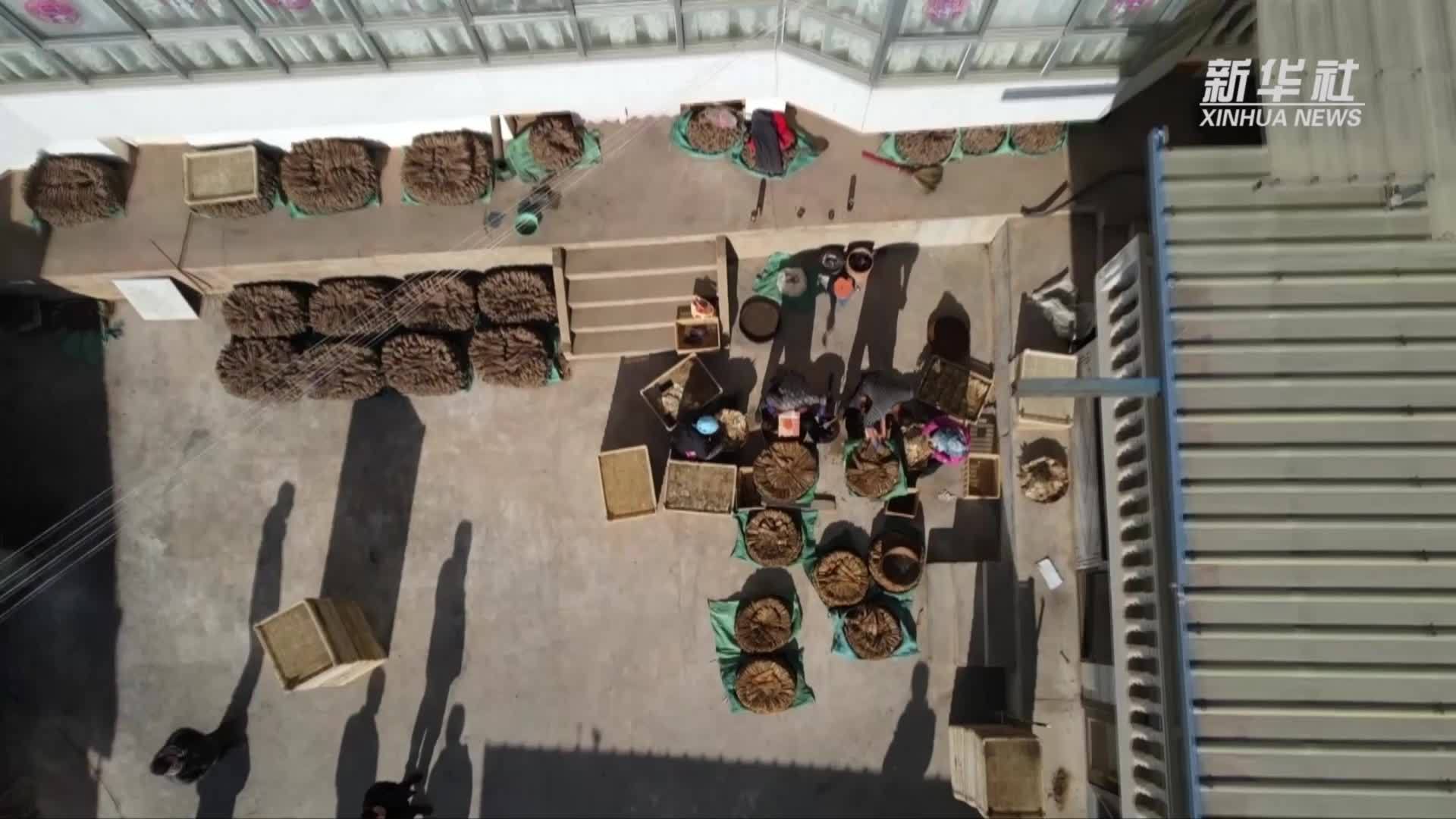 甘肃岷县：当归佛手片飘香 小产业撑起致富大天地