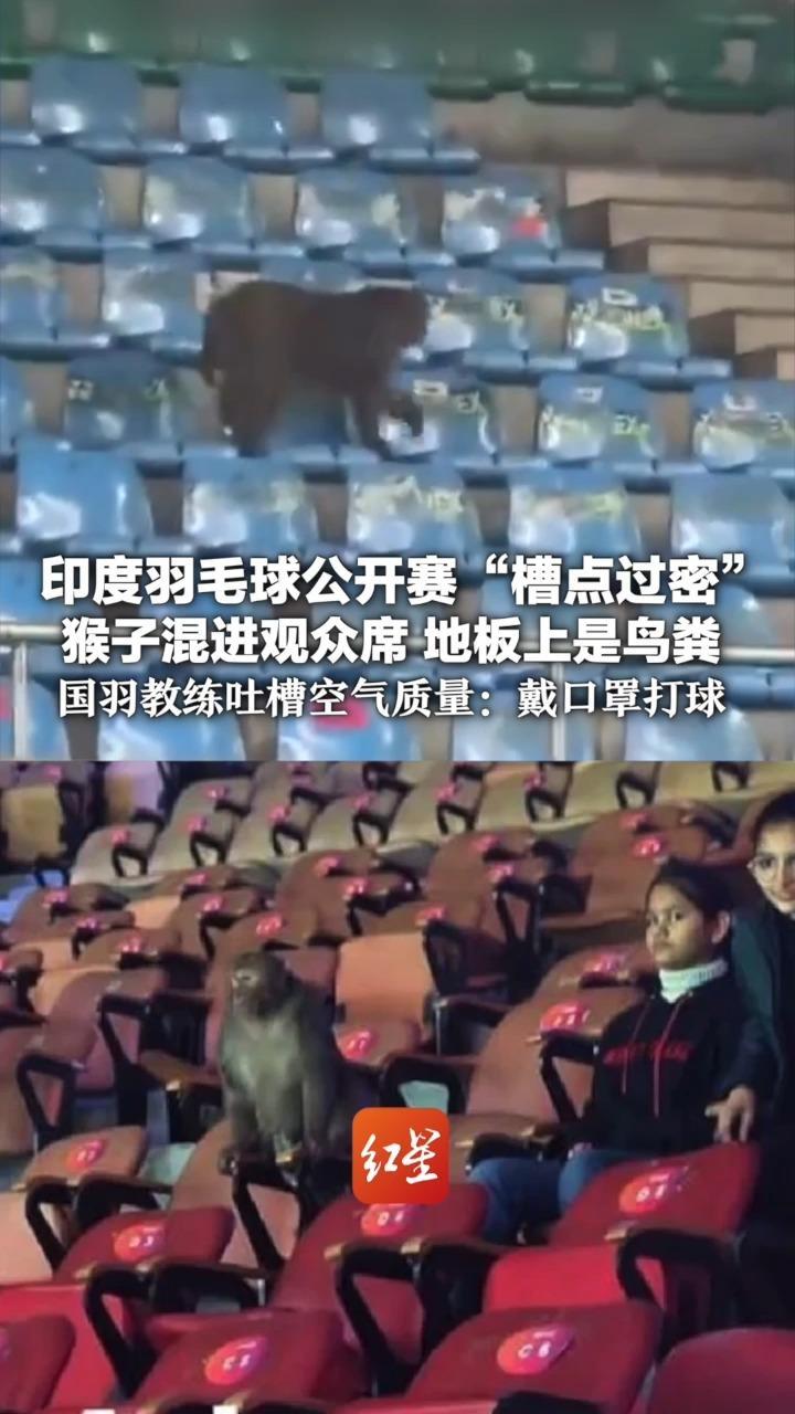 印度羽毛球公开赛“槽点过密”猴子混进观众席 地板上是鸟粪 丹麦名将宁缴罚款也要弃赛 国羽教练：空气“卡嗓子”打球要戴口罩