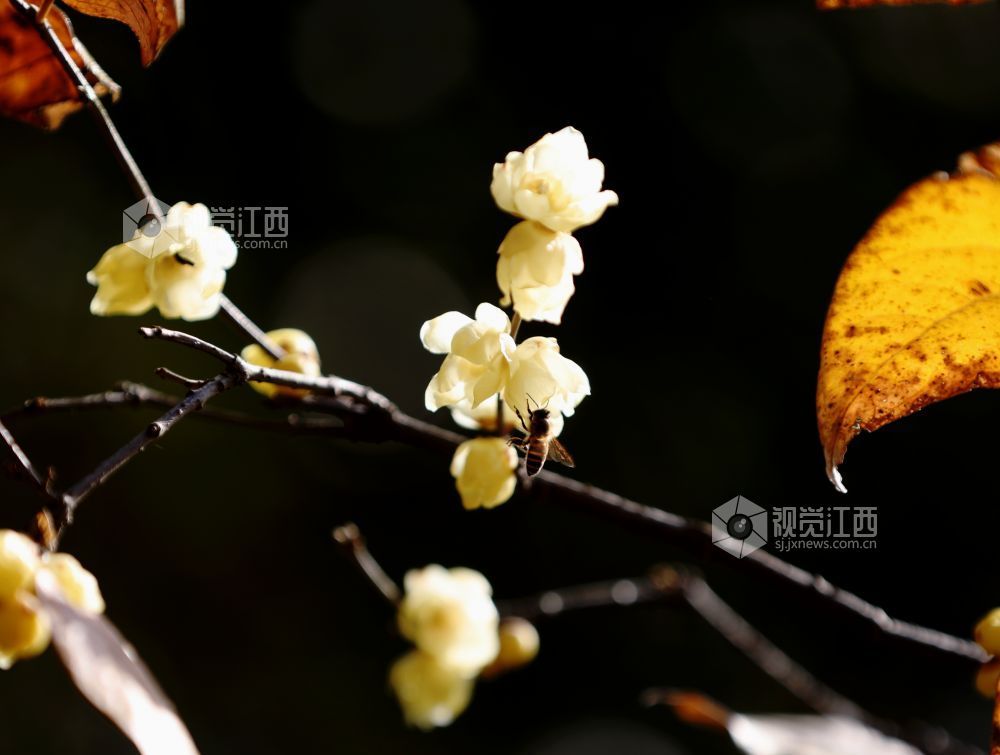 江西分宜：蜡梅花开香满园（图）