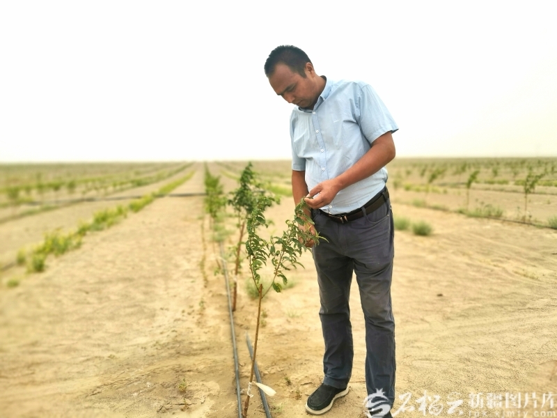 于田县农户阿布杜热合曼·麦麦提在承包的沙地里查看桃树苗生长情况。(资料图片)石榴云/新疆日报记者 曹华摄