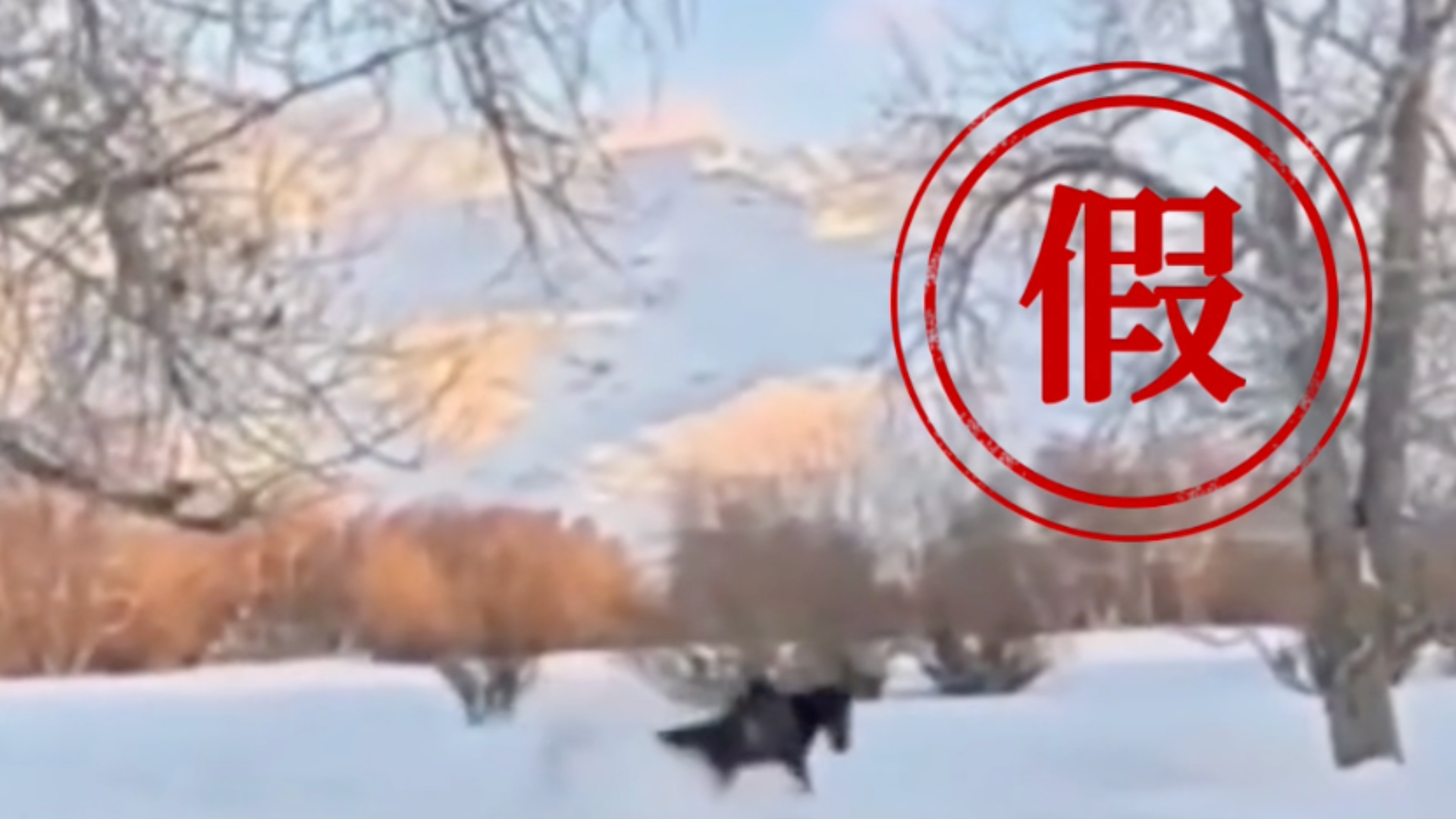 官方辟谣“贺娇龙坠马视频曝光”：是假的，马上介入处理