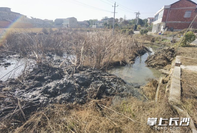 清淤前的池塘。