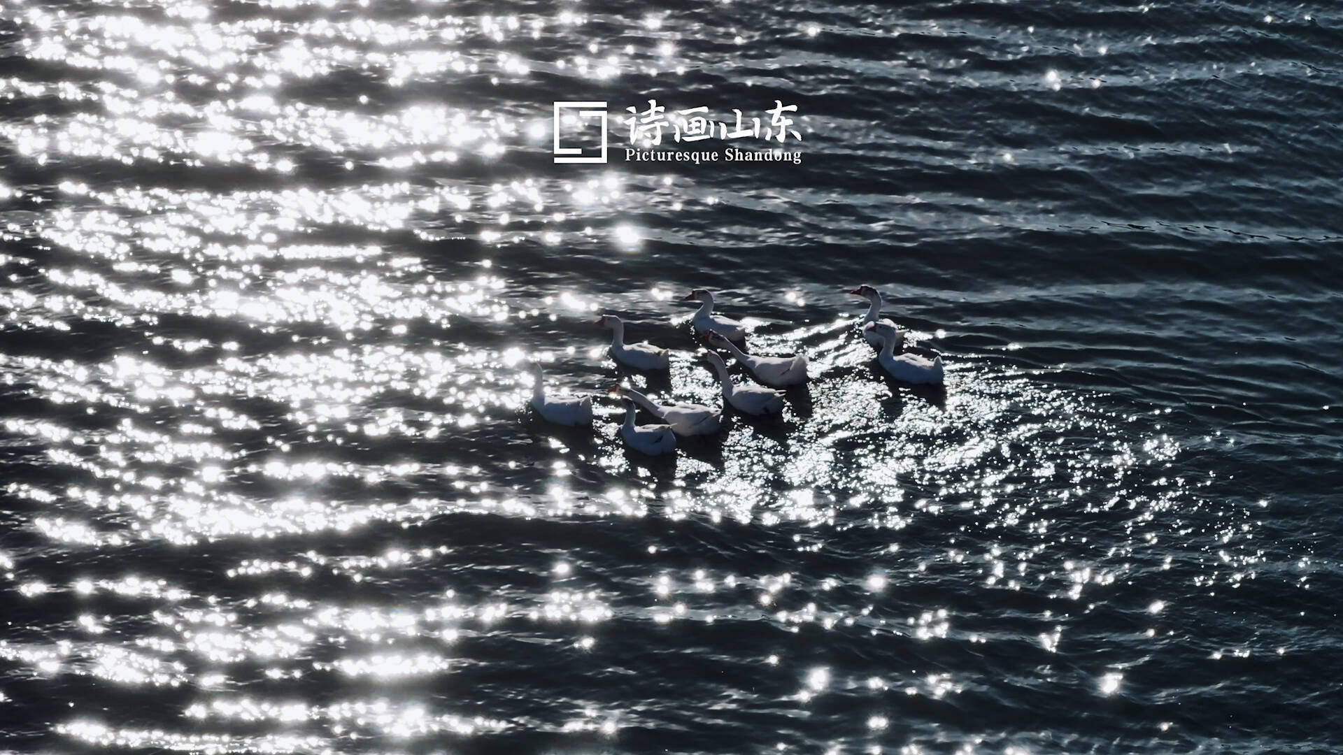 水雾氤氲鸟翩跹 枣庄岩马水库冬景醉人
