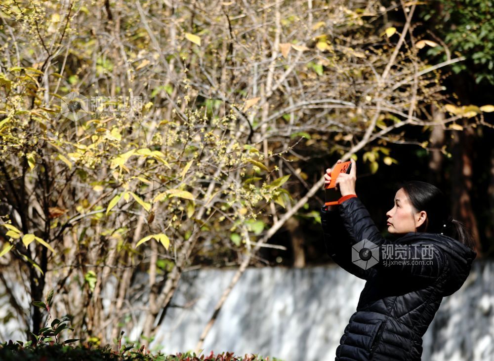 江西分宜：蜡梅花开香满园（图）