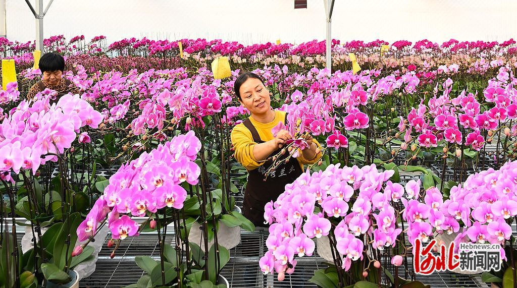 1月13日，石家庄市藁城区廉州镇一家花卉种植基地员工在养护蝴蝶兰。