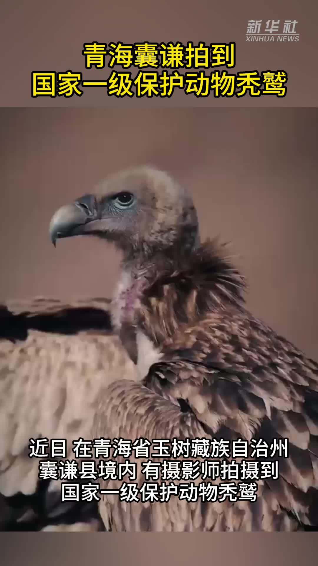 秀我中国｜青海囊谦拍到国家一级保护动物秃鹫