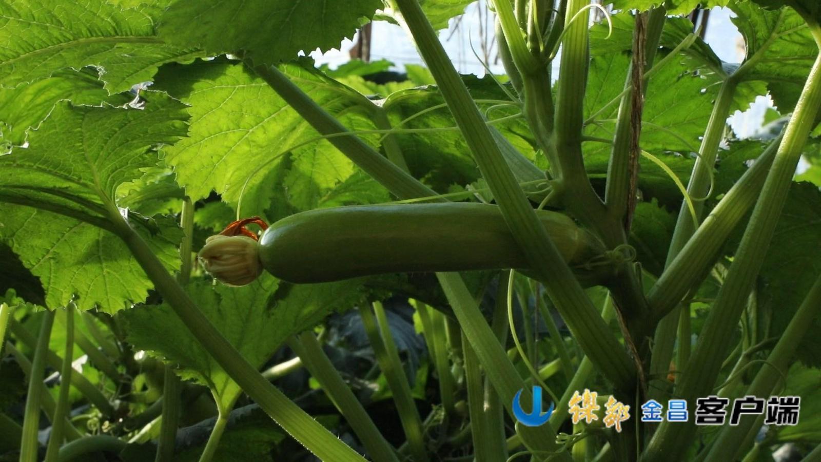 朱王堡镇流泉村种植户种植的反季蔬菜